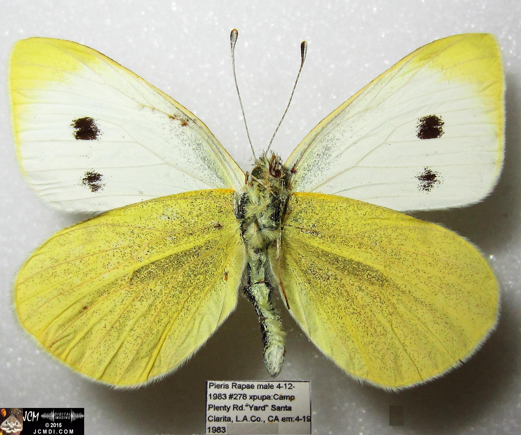 Cabbage Butterfly (Pieris rapae) adult insect, mounted male verso